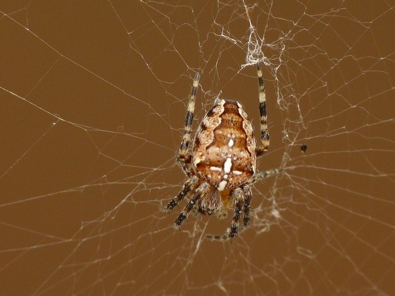araignées Araign11