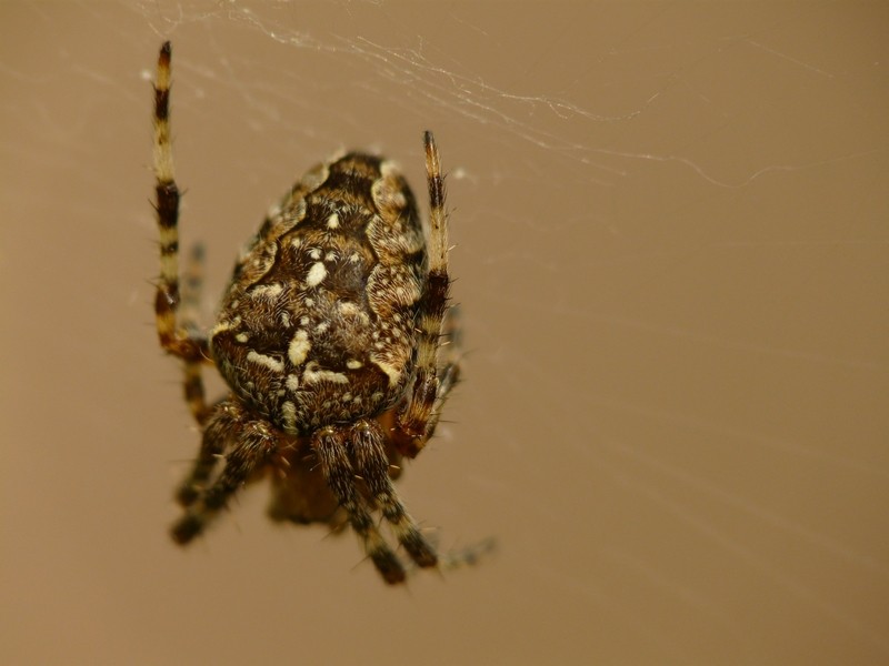 beuurrkk des araignées Araign12