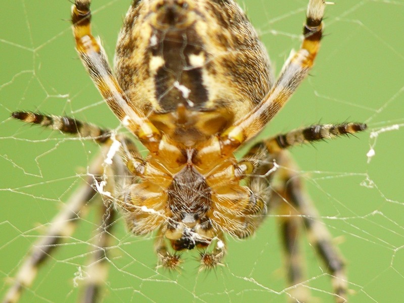 beuurrkk des araignées Araign13