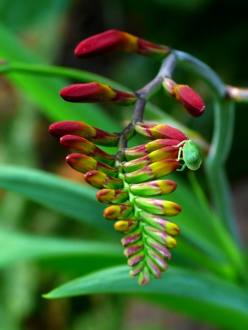 fleurs en boutons Fleur310