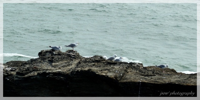 Mouette un jours, mouette toujours ! Sans_t16