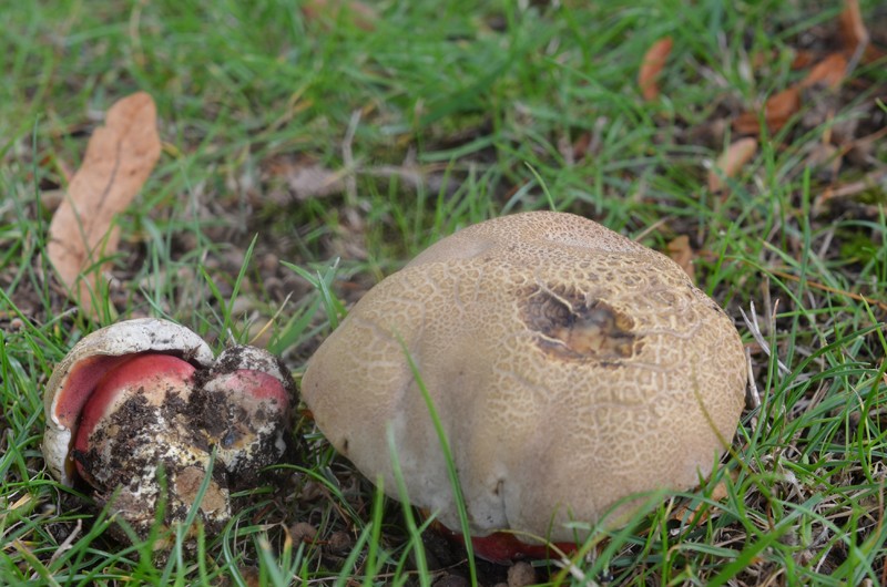 Parc de Nismes- Boletus satanas A115