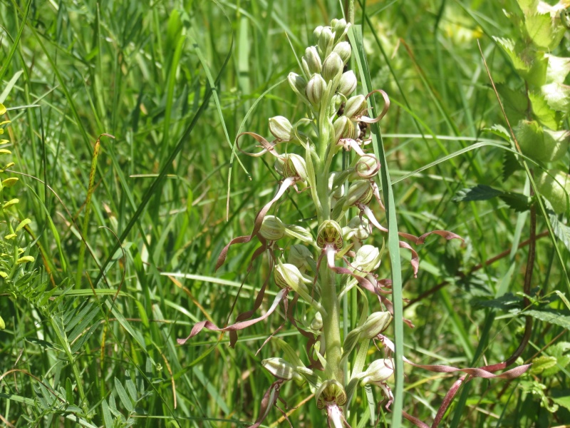 Orchis bouc [Himantoglossum hircinum] Img_4810