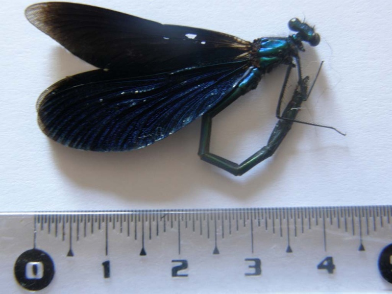 Caloptéryx splendide [Calopteryx splendens] P8240010