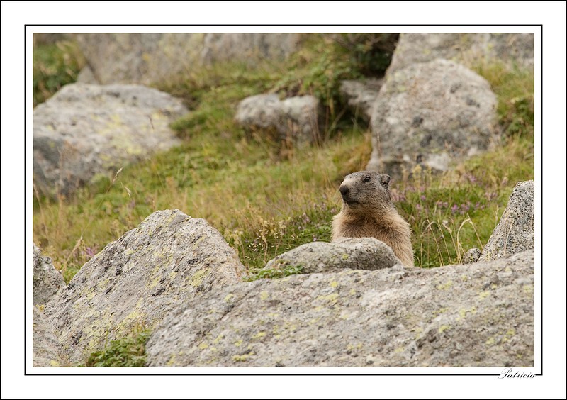 Les marmottes 17_aoa10