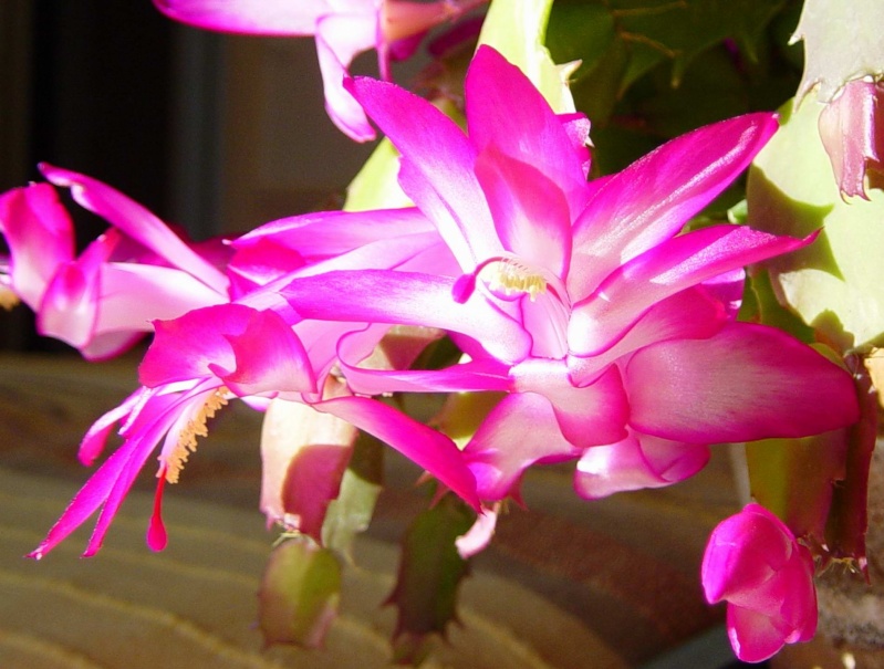 Epiphyllum oxypétalum Cactus11