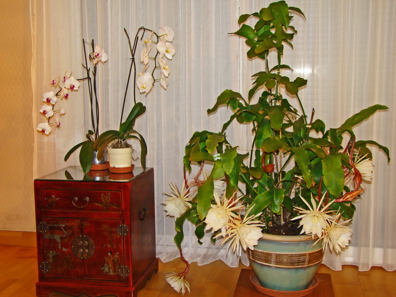 Epiphyllum oxypétalum Hoa_qu16