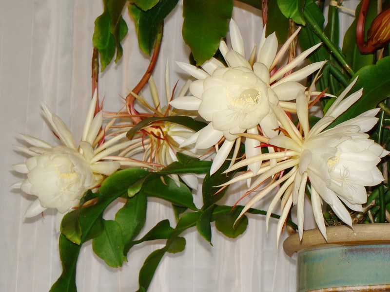 Epiphyllum oxypétalum Hoa_qu20