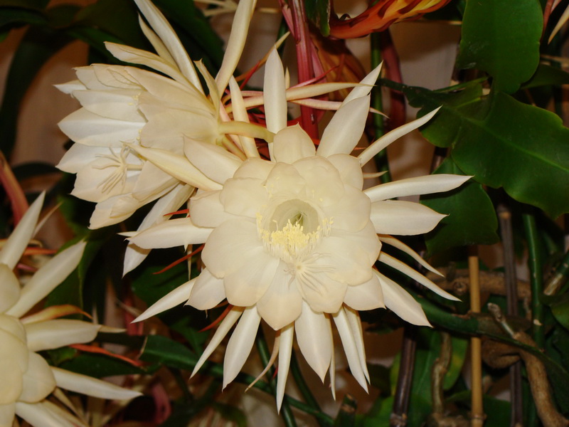 Epiphyllum oxypétalum Hoa_qu23