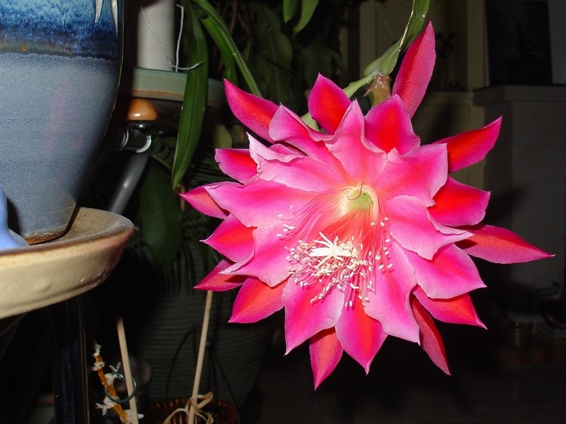 Epiphyllum oxypétalum Hoa_qu25