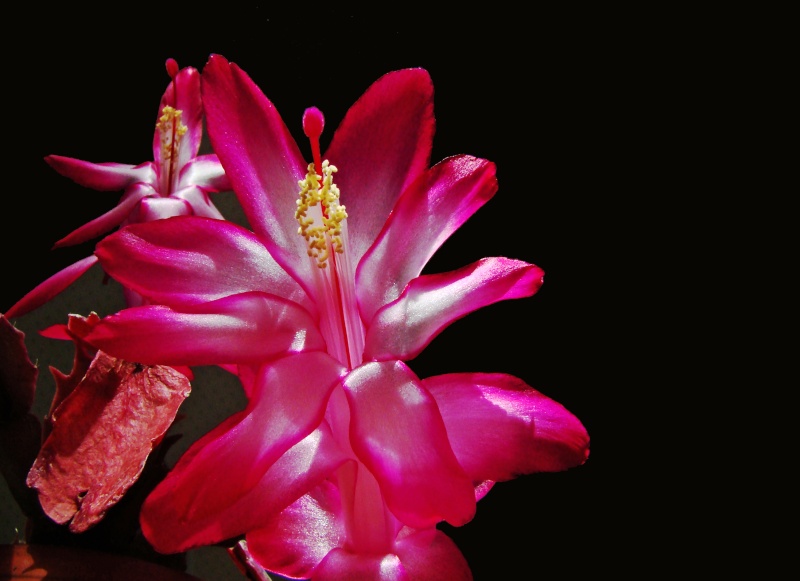 Epiphyllum oxypétalum Schlum10