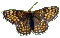 Mellicta Athalia Mellicta Athalia