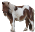 Shetland Shetland