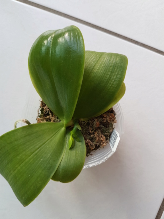 Phalaenopsis Tetraspis et Bellina 20190810