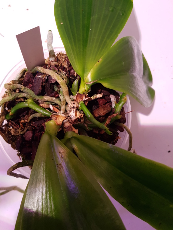 Phalaenopsis zebrina 20200111