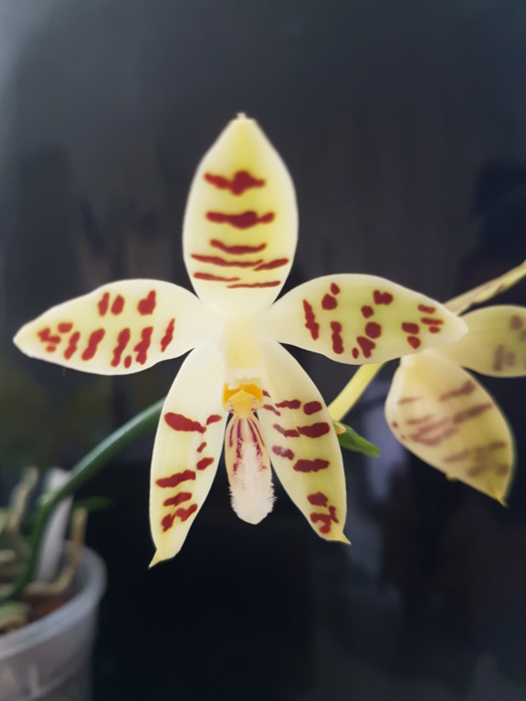 Phalaenopsis sumatrana 20200413