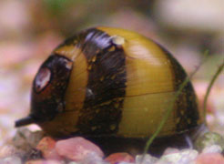 associations d'escargots  Clitho10