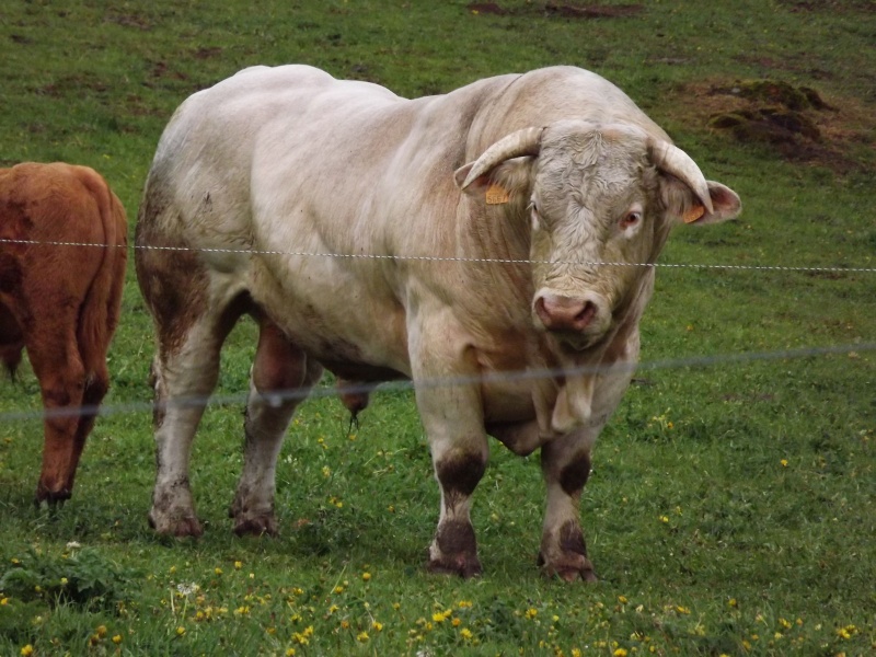 portrait de taureau Dscf0210