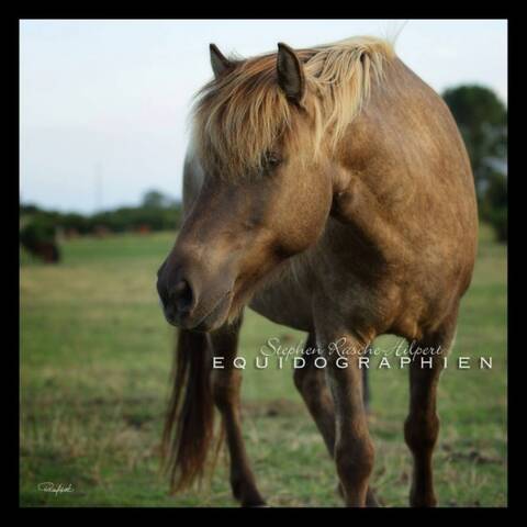 Cheval bringé deals