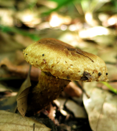 Petit champignon brun-beige Photo_10