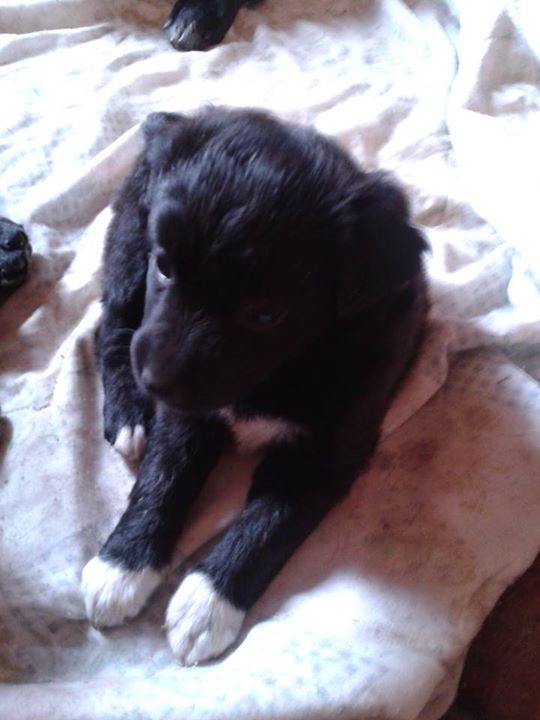 (30) Lyuba renommée Plouf - Chiot femelle type labrador/border - Noire et blanche - Adoptée ! 10577011