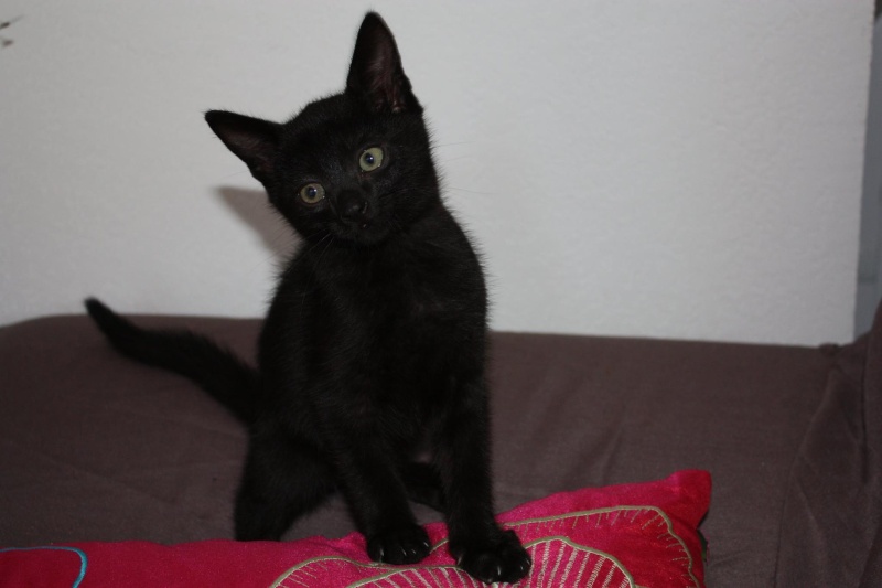 (48) - Cachou renommé Sami - Chaton mâle noir 2 mois - Sociable - Adopté !!!  10631810