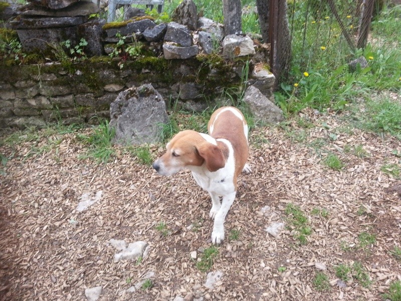 (48) - Chienne type Beagle - 5 ans environ - Errante à la Canourgue... 20140410