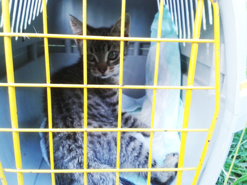 Année 2014 - Marvejols - Chatons en urgence, chats à stériliser - 6 chatons et 2 chats déjà récupérés 20140714