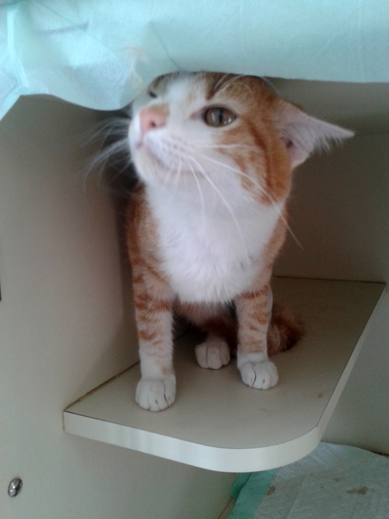 (48) URGENCE EUTHANASIE - jeune chat mâle roux patte amputée !  20140717