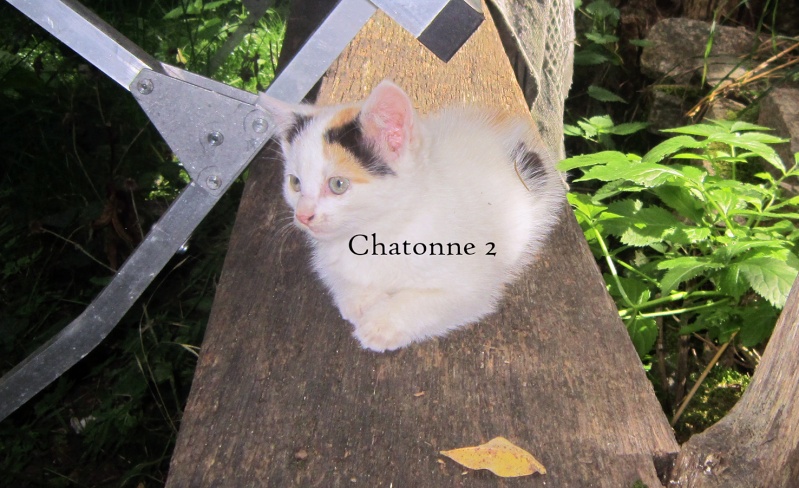(48) Servières - 3 chattes à stériliser et 7 chatons (dont 5 trico)... Tous récupérés, mères stérilisées ! Chaton21