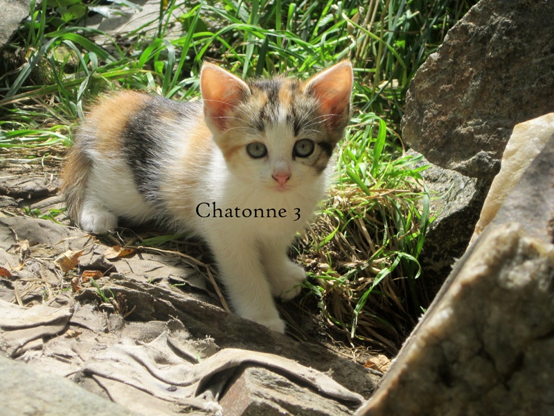 (48) Servières - 3 chattes à stériliser et 7 chatons (dont 5 trico)... Tous récupérés, mères stérilisées ! Chaton22