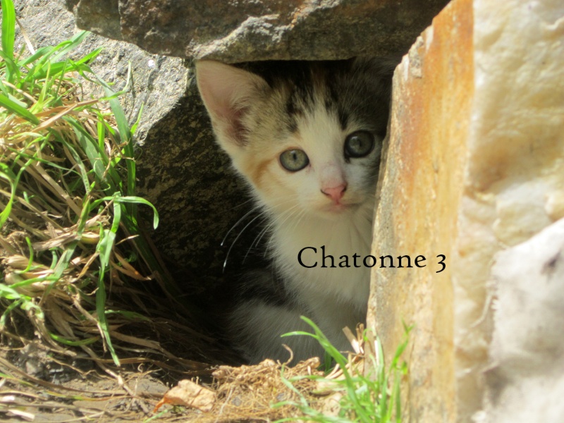 (48) Servières - 3 chattes à stériliser et 7 chatons (dont 5 trico)... Tous récupérés, mères stérilisées ! Chaton23