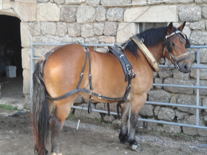 Dpt 48 - Valse et Verena - ONC trait 1 an - 750 euros les deux, sous contrat. Adoptées par Annabelle! - Page 4 Dsc01210