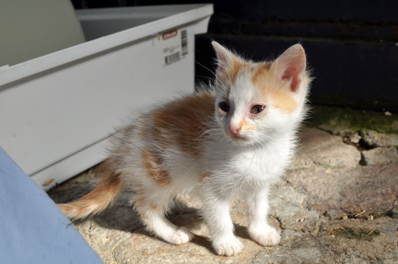 (48) - Jena - Chatte - Rousse et blanche -  Parrainée- Dsc_0038