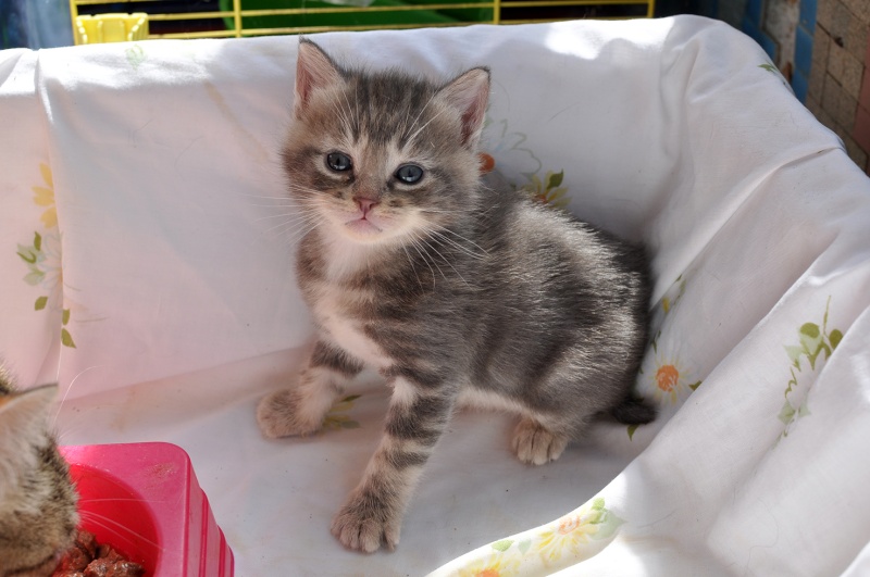 (48) - Douce - Chatte tricolore stérilisée - 1 an - Adoptée !!!! Dsc_0053