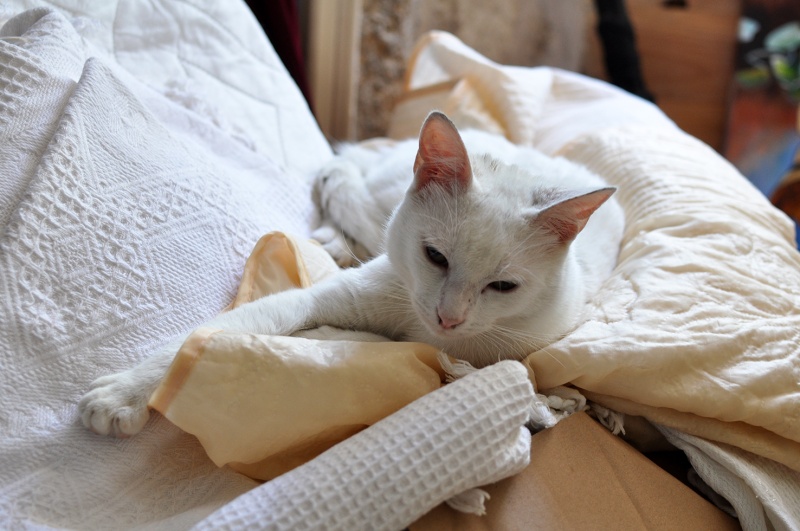 (48) - Blanco - Jeune chat mâle blanc - Sociable et câlin, abandonné... Adopté ! Dsc_0059