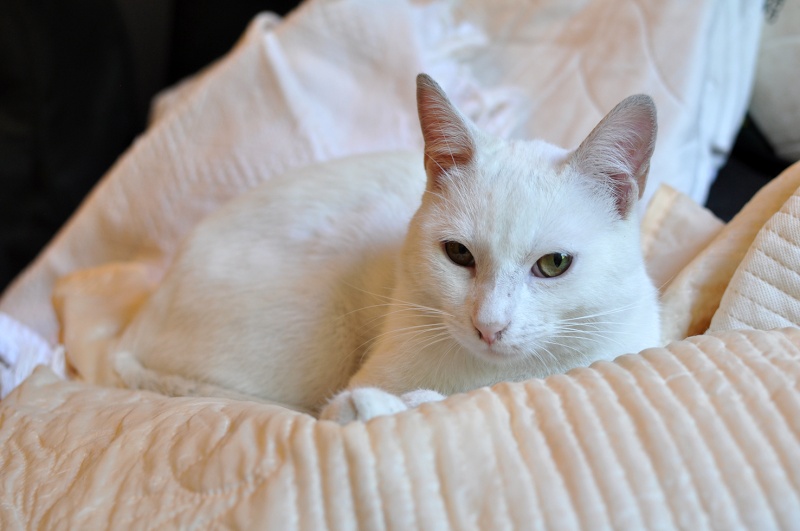 (48) - Blanco - Jeune chat mâle blanc - Sociable et câlin, abandonné... Adopté ! Dsc_0063