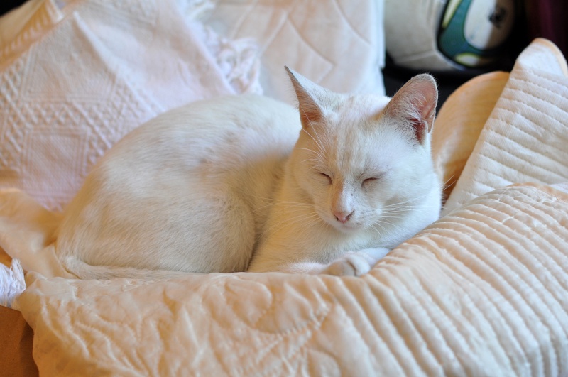 (48) - Blanco - Jeune chat mâle blanc - Sociable et câlin, abandonné... Adopté ! Dsc_0064