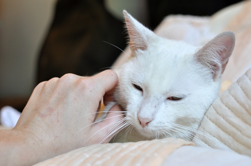 (48) - Blanco - Jeune chat mâle blanc - Sociable et câlin, abandonné... Adopté ! Dsc_0065