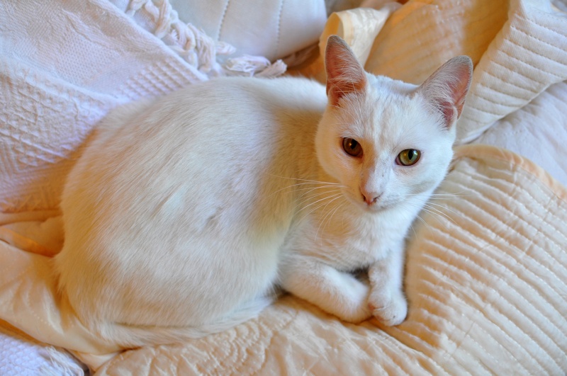 (48) - Blanco - Jeune chat mâle blanc - Sociable et câlin, abandonné... Adopté ! Dsc_0066