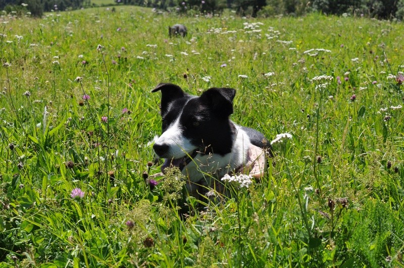 (48) - Liberté (Lili) - Chienne border collie - 4 ans - Adoptée !!!! Dsc_0080