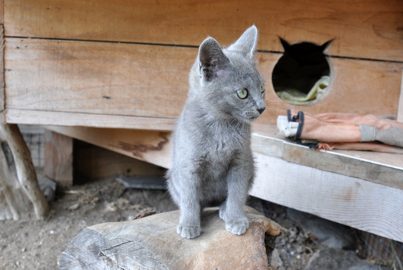 (60) - Jerry - Chaton gris mâle de 6 mois - Adopté !!!!! Dsc_0107