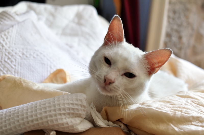 (48) - Blanco - Jeune chat mâle blanc - Sociable et câlin, abandonné... Adopté ! Dsc_0120