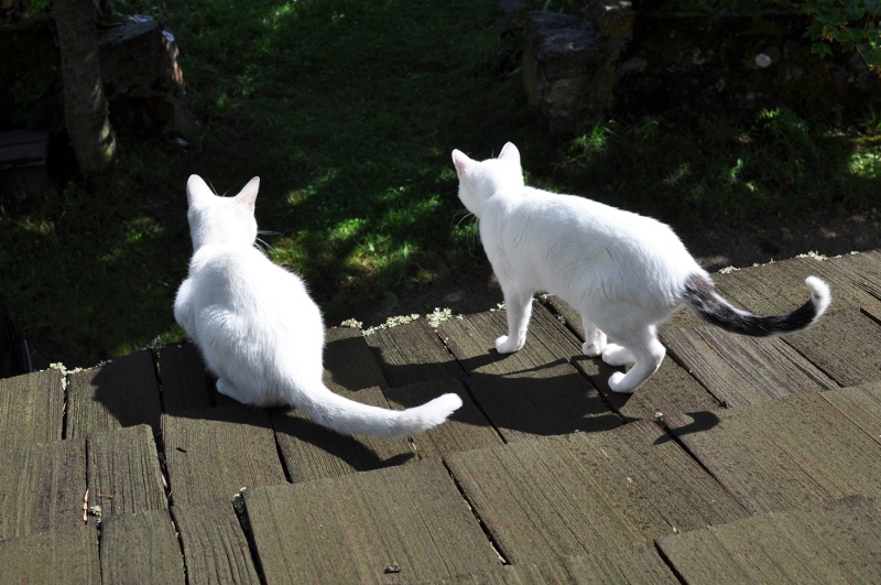 (48) - Blanco - Jeune chat mâle blanc - Sociable et câlin, abandonné... Adopté ! Dsc_0122