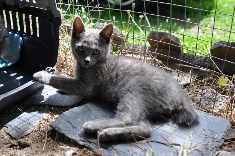 (60) - Jerry - Chaton gris mâle de 6 mois - Adopté !!!!! Dsc_0135