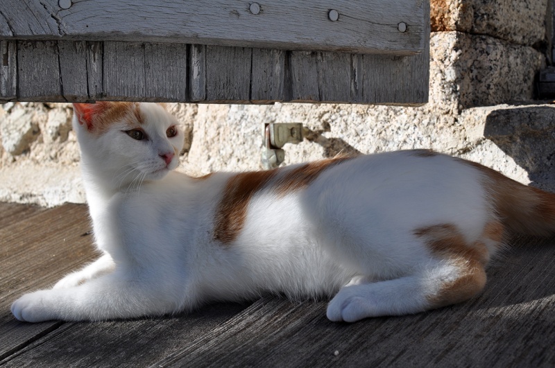 (48) - Jena - Chatte - Rousse et blanche -  Parrainée- Dsc_0151