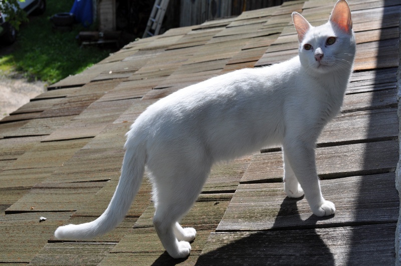 (48) - Blanco - Jeune chat mâle blanc - Sociable et câlin, abandonné... Adopté ! Dsc_0216