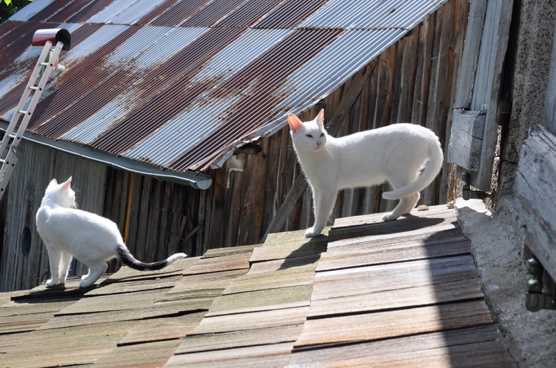(48) - Blanco - Jeune chat mâle blanc - Sociable et câlin, abandonné... Adopté ! Dsc_0218