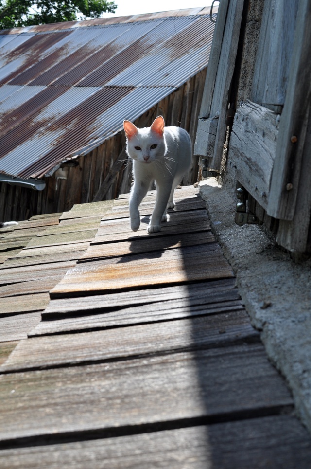 (48) - Blanco - Jeune chat mâle blanc - Sociable et câlin, abandonné... Adopté ! Dsc_0219