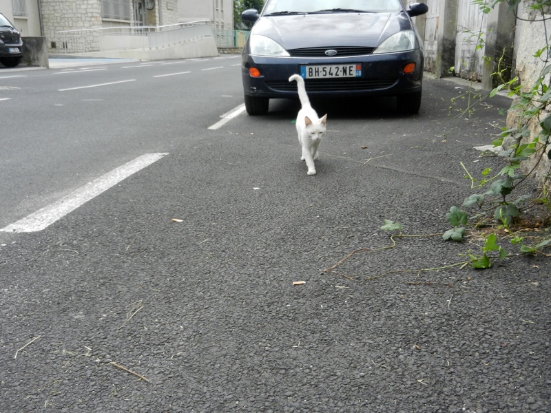 Année 2014 - Marvejols - Chatons en urgence, chats à stériliser - 6 chatons et 2 chats déjà récupérés Dscn1920